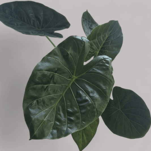 Alocasia 'Sumo' - never enough plants.