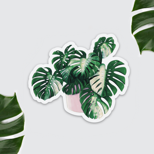 Magnet - Monstera deliciosa variegata