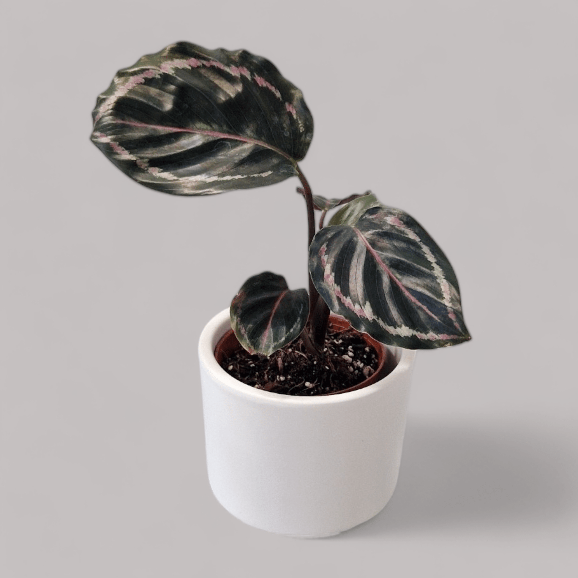 Calathea Roseoptica 'Dottie' - never enough plants.