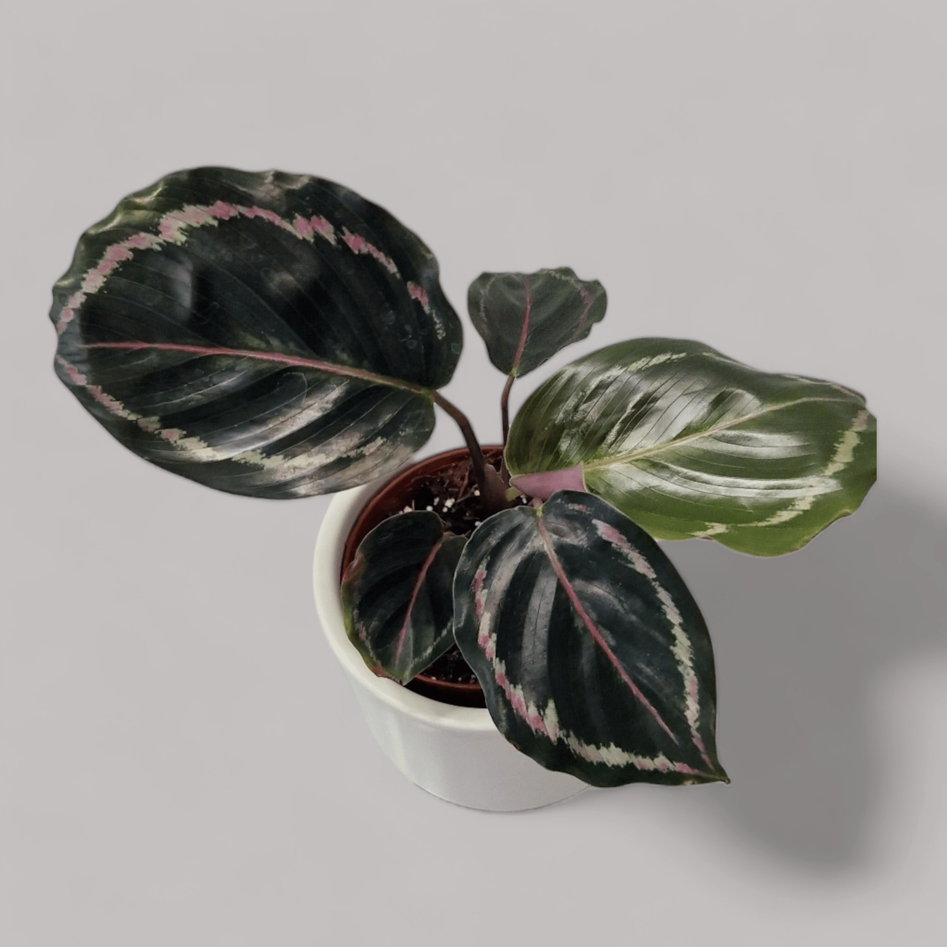 Calathea Roseoptica 'Dottie' - never enough plants.