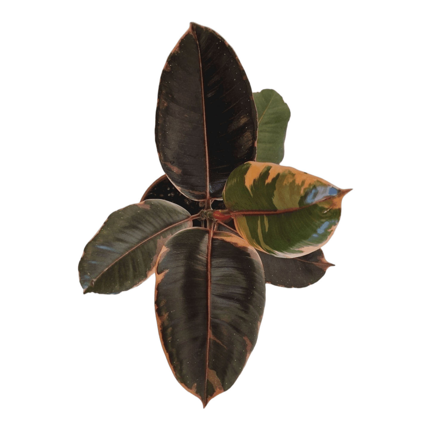 Ficus elastica ‘Belize’ - never enough plants.