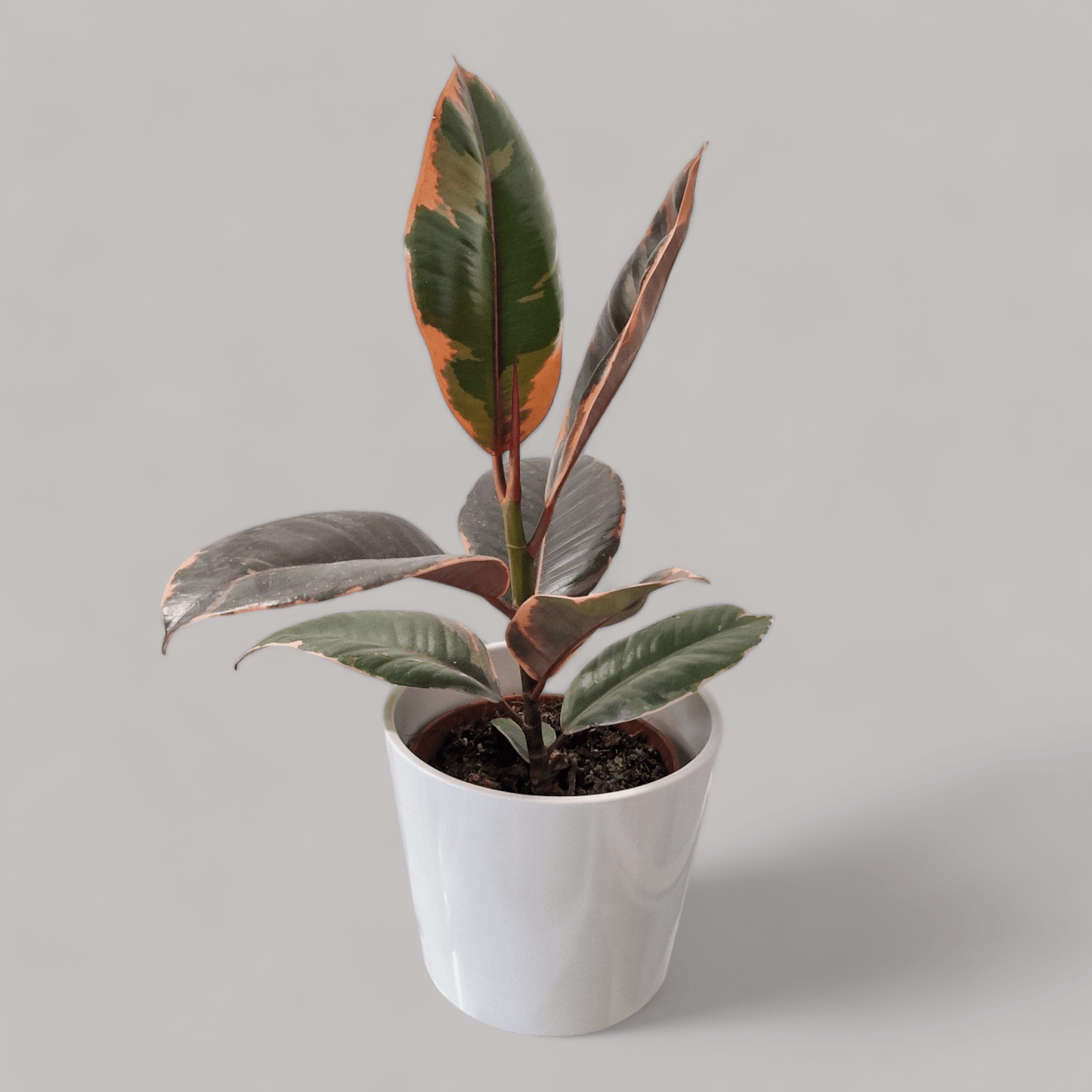 Ficus elastica ‘Belize’ - never enough plants.