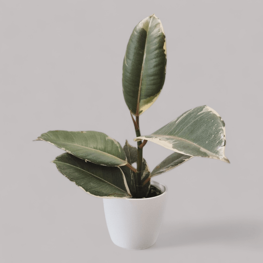 Ficus elastica 'Tineke' - never enough plants.